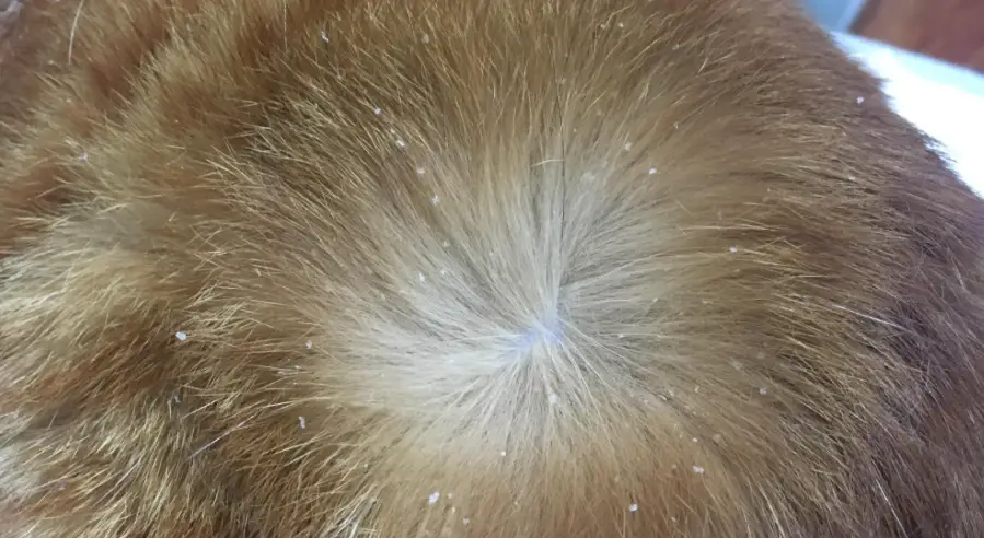 狗狗皮膚乾燥