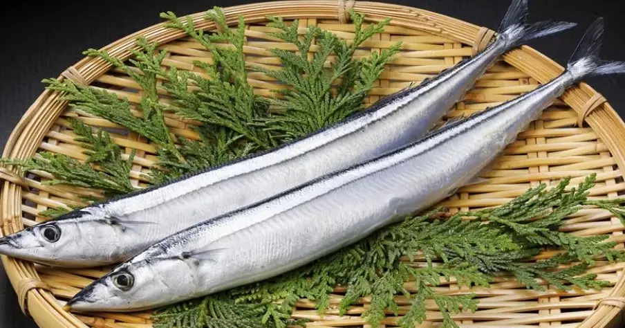 狗狗魚類飲食