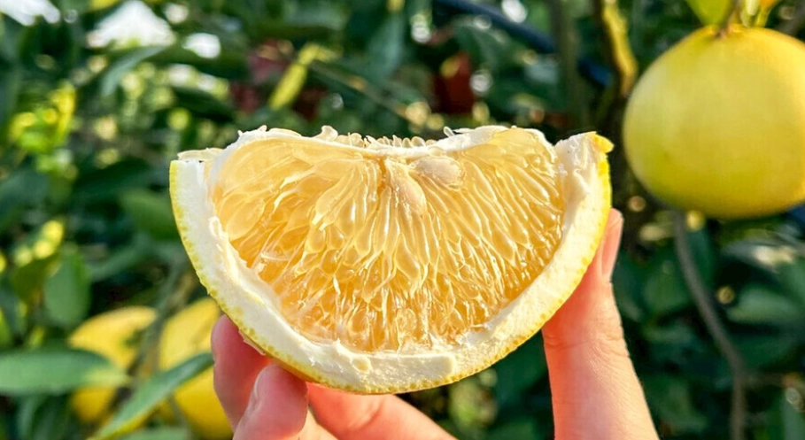 狗 吃 葡萄柚