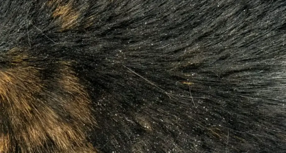 狗狗皮屑過敏