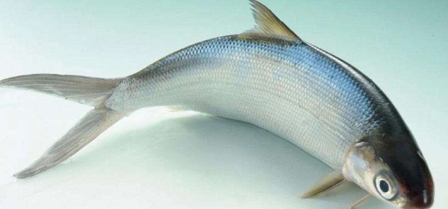 狗狗魚類飲食