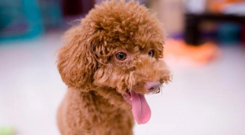 泰迪犬缺點