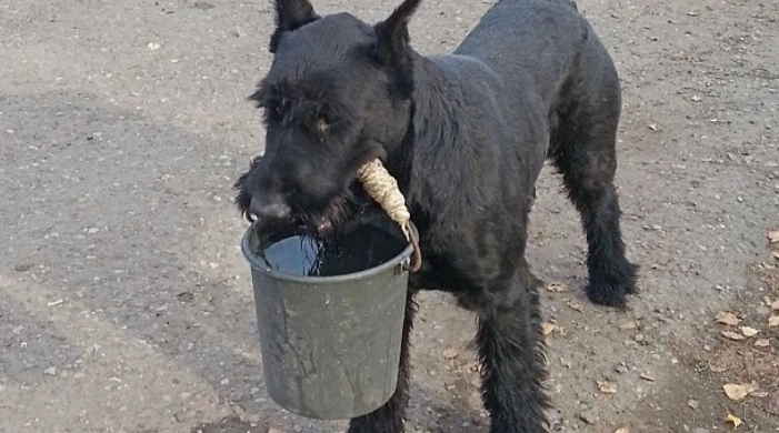 史納莎犬美容