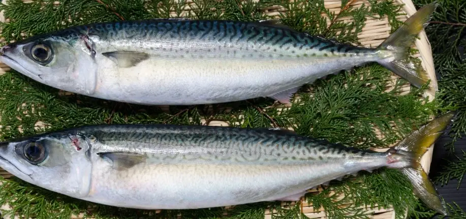 狗狗吃魚