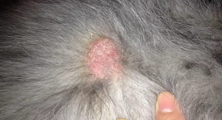 狗狗皮膚黴菌症狀