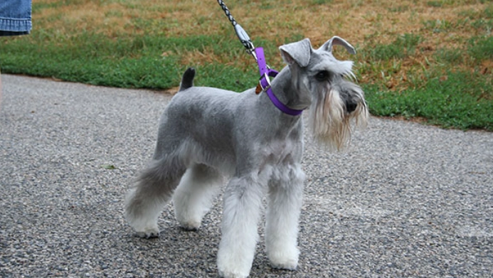 史納莎犬性格