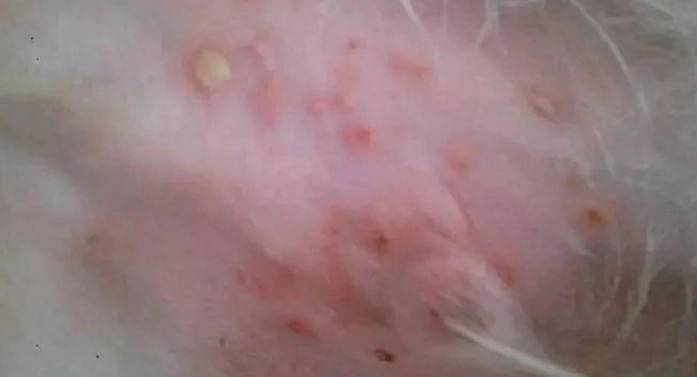 狗皮膚病結痂