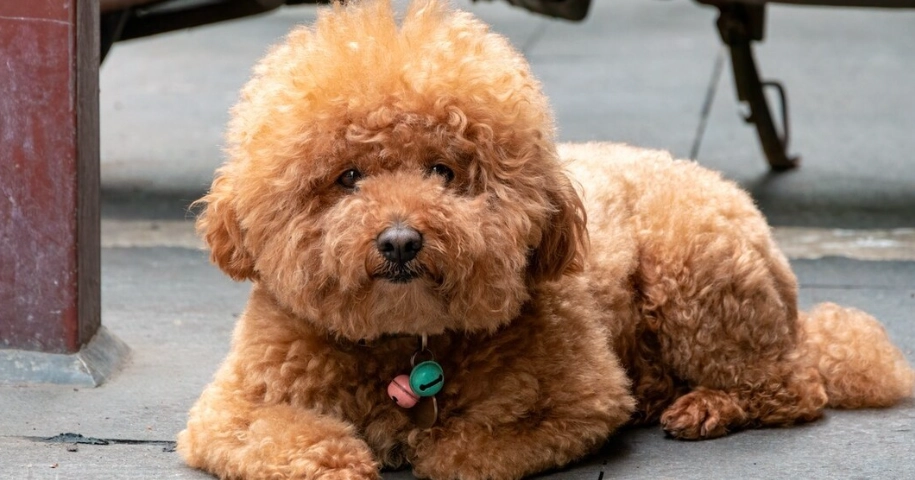 泰迪犬缺點