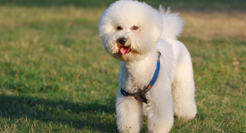 比熊貴賓犬