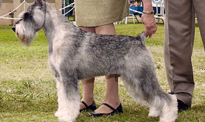 史納莎犬美容