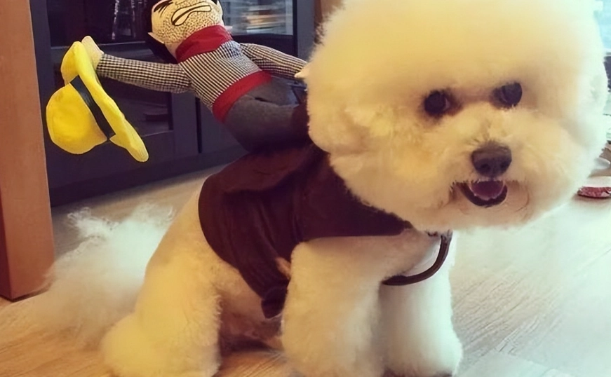 比熊貴賓犬