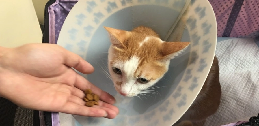 貓膀胱結石復發預防