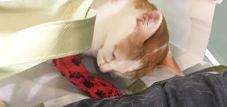 貓膀胱結石復發預防