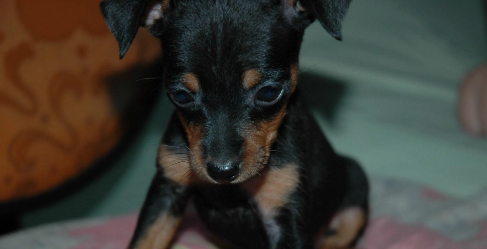 迷你杜賓犬飼養困難