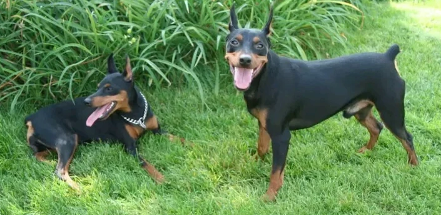 迷你杜賓犬健康問題
