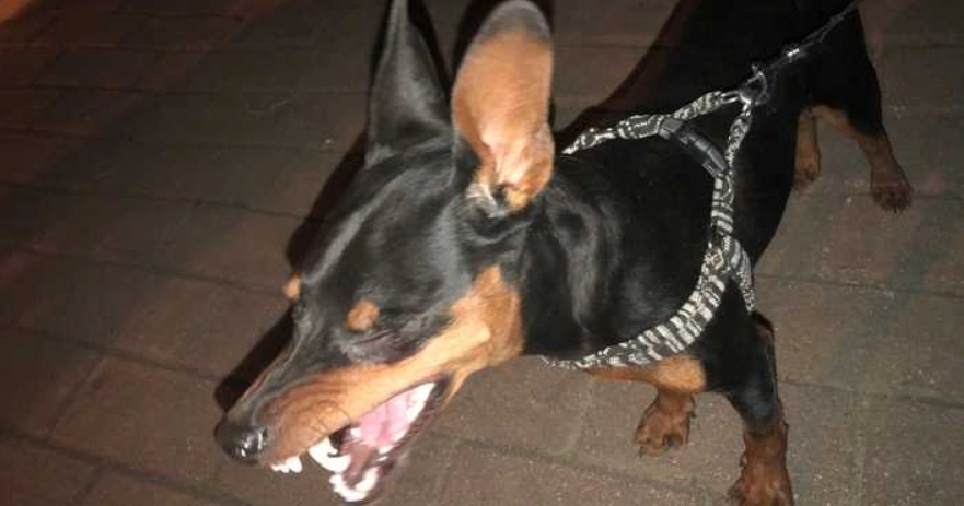迷你杜賓犬健康問題