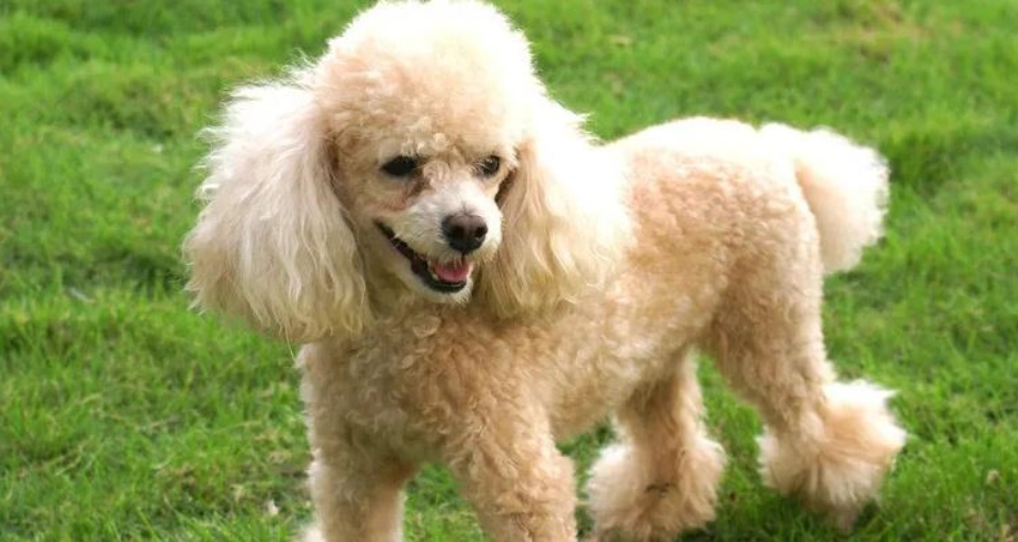 貴賓犬缺點