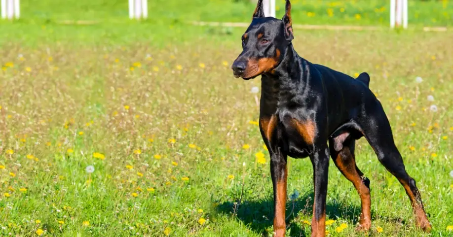 杜賓犬飼養