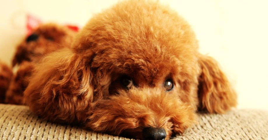 貴賓犬缺點