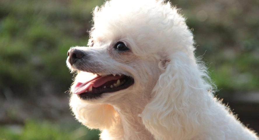 貴賓犬優缺點深度分析：養之前必須知道的關鍵事項