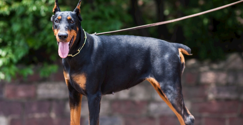 杜賓犬健康照護