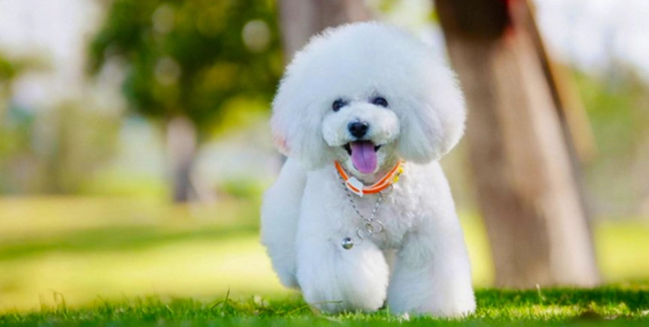 混血犬飼養挑戰