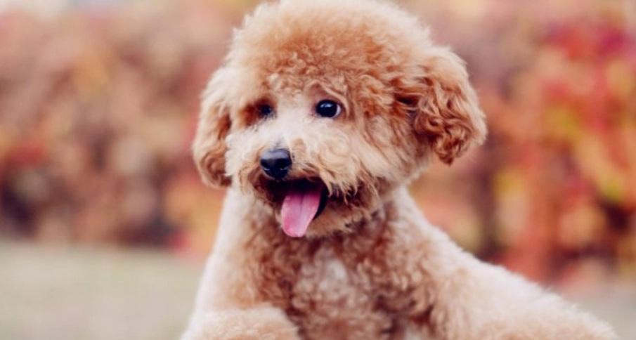 泰迪犬 品種