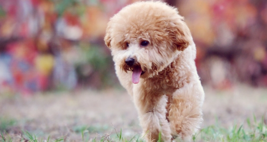 小型犬飼養
