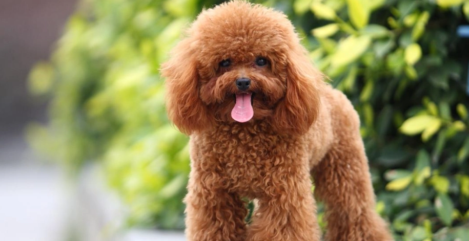 貴賓犬優點