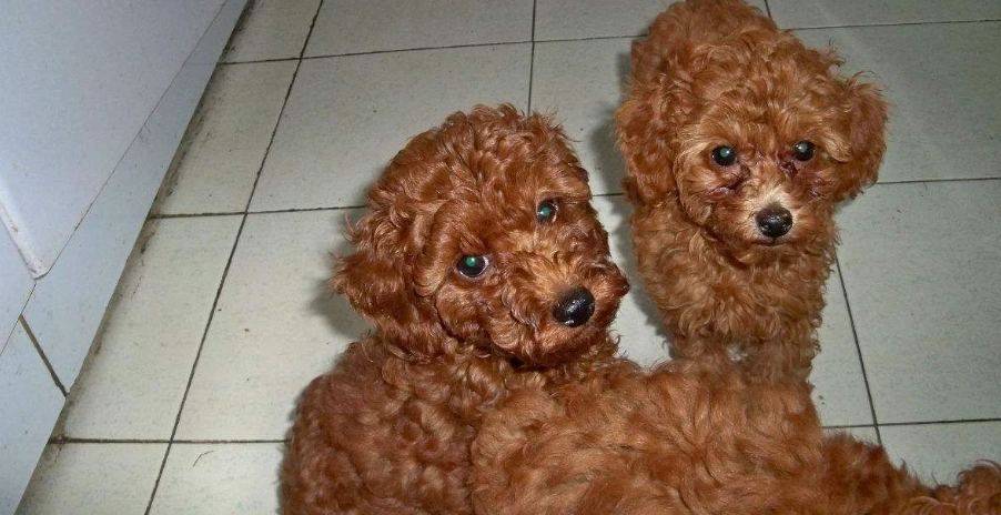 小型犬飼養