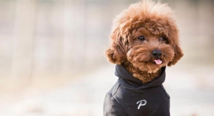 泰迪犬好養