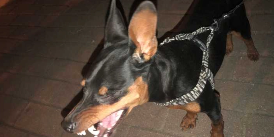 迷你杜賓吉娃娃飼養方法