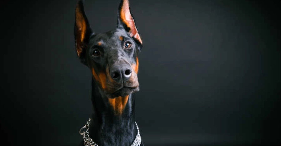 杜賓犬訓練