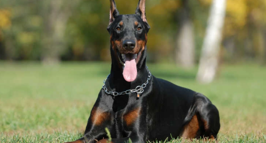 杜賓犬健康照護