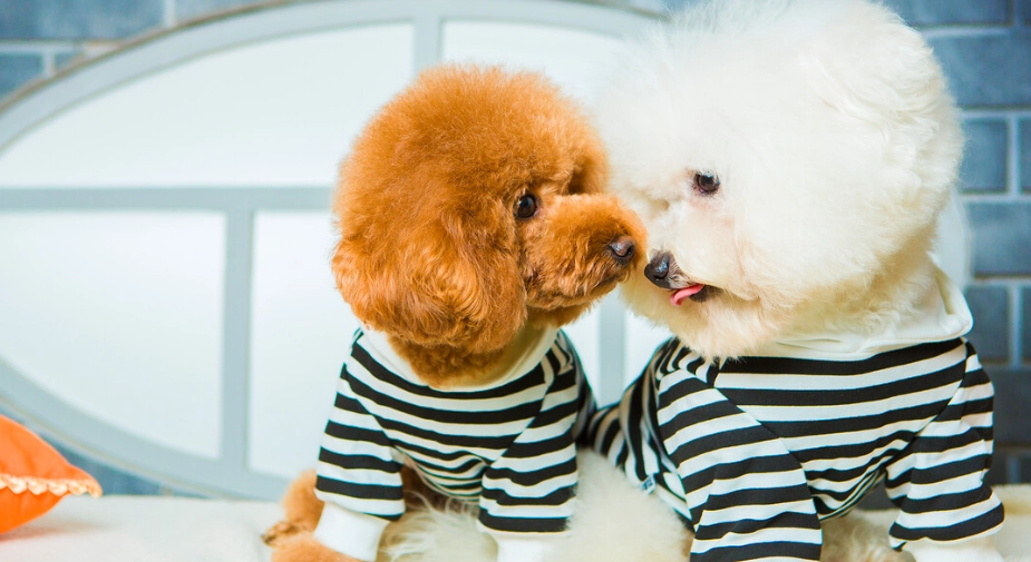 泰迪比熊混血犬缺點