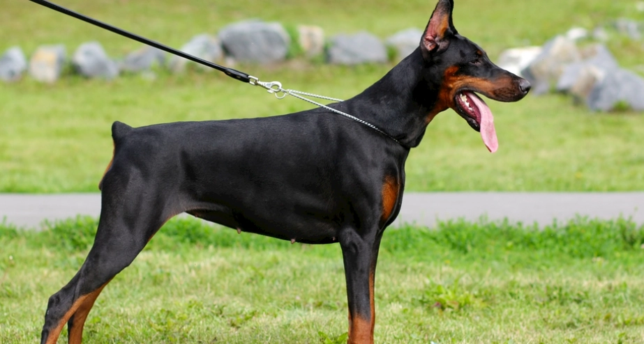 杜賓犬飼養