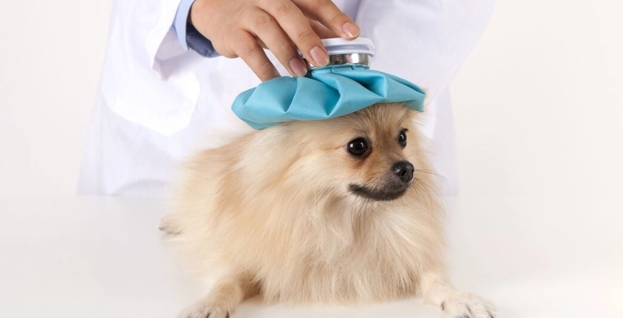 狗狗嘔吐原因