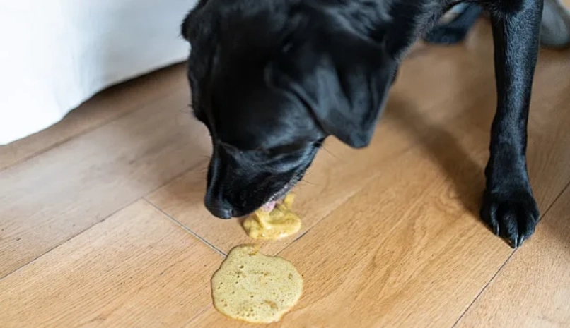 狗狗嘔吐怎麼辦