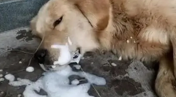 狗狗嘔吐原因