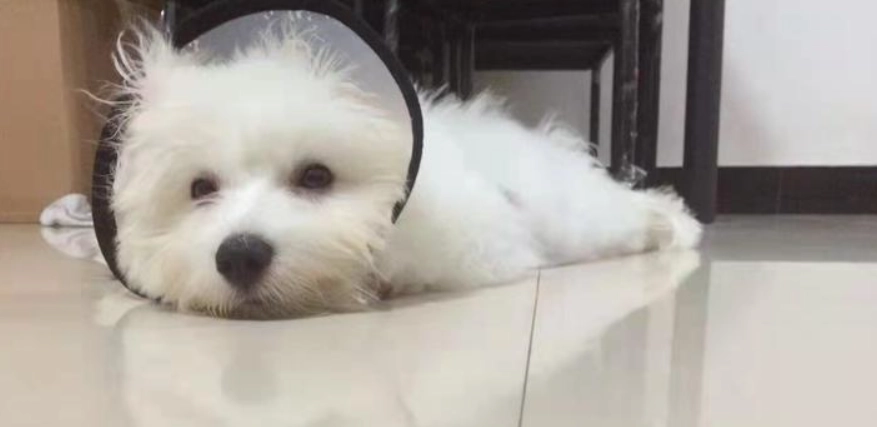 寵物嘔吐急救