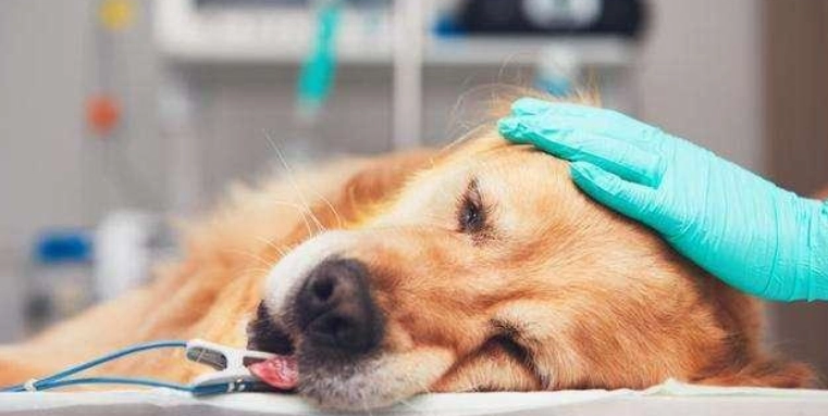 狗狗慢性胰臟炎