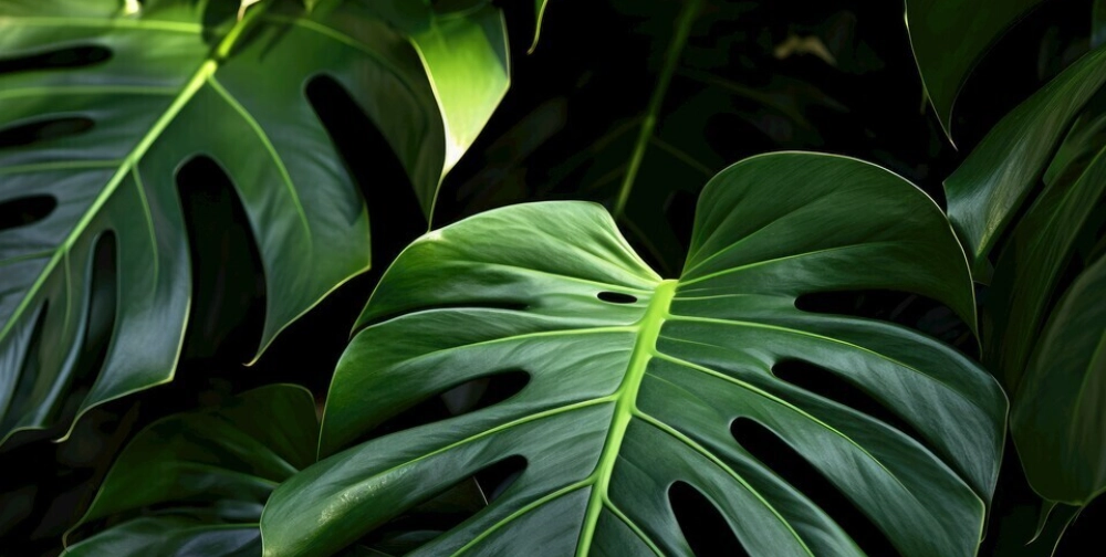 龜背芋 中毒 症狀