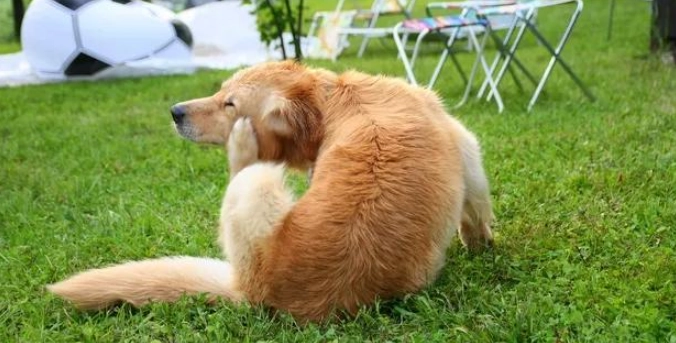 狗狗皮膚保養
