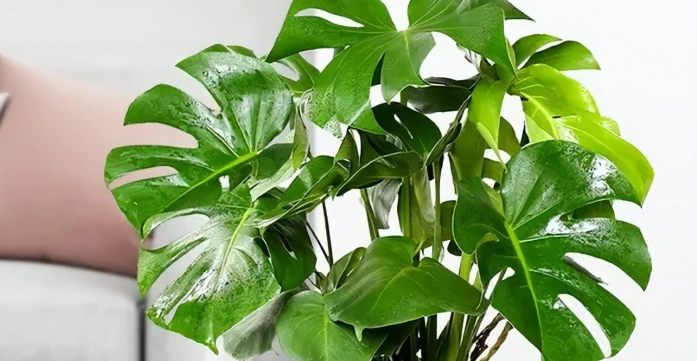 寵物 安全 植物