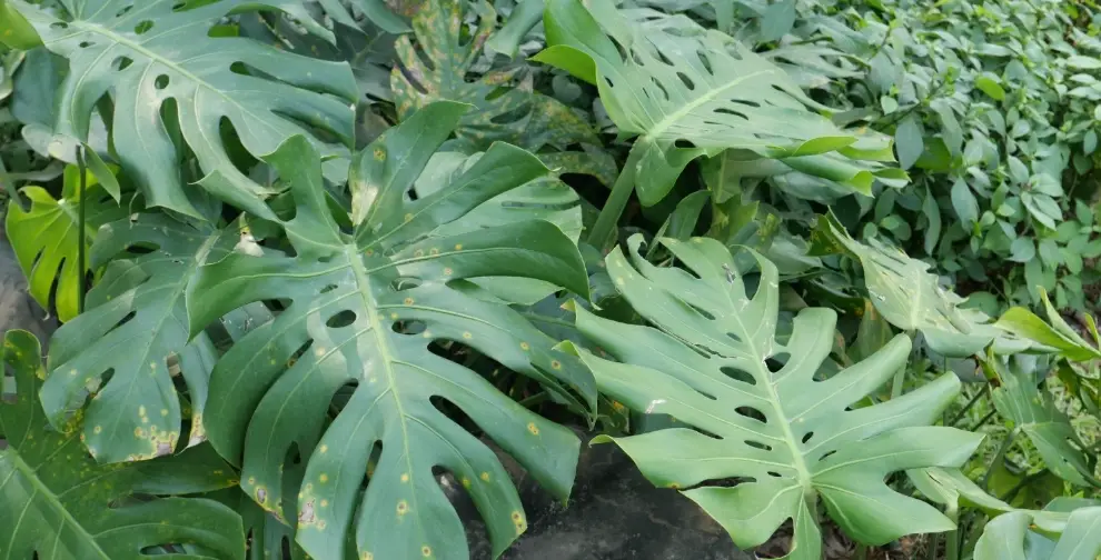 龜背芋對狗有毒嗎？完整解析中毒症狀與緊急處理指南