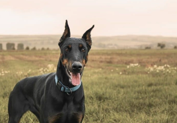 杜賓犬性格