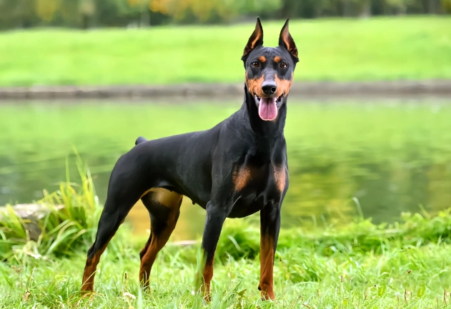 杜賓犬性格