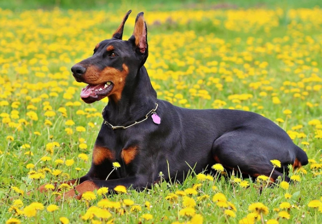混種犬性格
