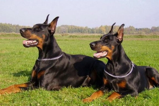 杜賓犬起源