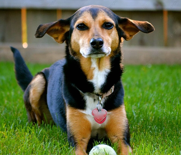 杜賓犬混種飼養